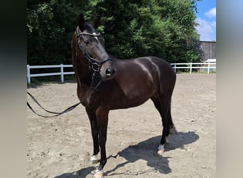 Trakehner, Gelding, 10 years, 16,1 hh, Bay-Dark