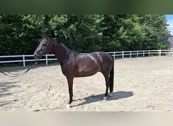 Trakehner, Gelding, 10 years, 16,1 hh, Bay-Dark