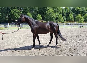 Trakehner, Gelding, 10 years, 16,1 hh, Bay-Dark