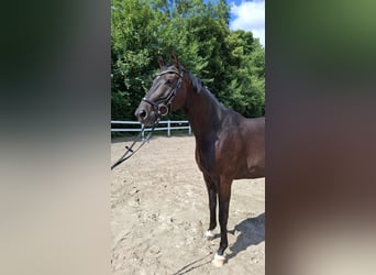 Trakehner, Gelding, 10 years, 16,1 hh, Bay-Dark
