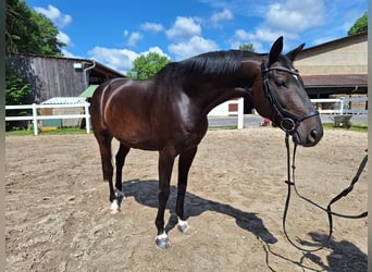 Trakehner, Gelding, 10 years, 16,1 hh, Bay-Dark