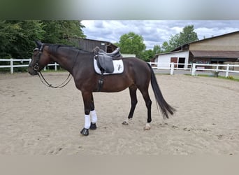 Trakehner, Gelding, 10 years, 16,1 hh, Bay-Dark
