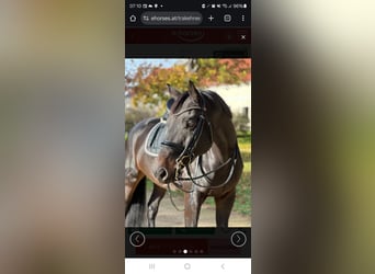 Trakehner, Gelding, 10 years, 16,2 hh, Bay-Dark