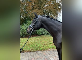 Trakehner, Gelding, 10 years, 16,2 hh, Smoky-Black