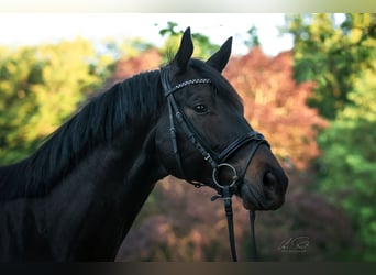 Trakehner, Gelding, 10 years, 16,2 hh, Smoky-Black