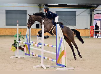 Trakehner, Gelding, 11 years, 16.1 hh, Bay-Dark
