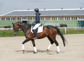 Trakehner, Gelding, 11 years, 16.1 hh, Bay-Dark