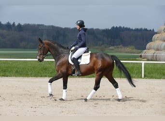 Trakehner, Gelding, 11 years, 16.1 hh, Bay-Dark