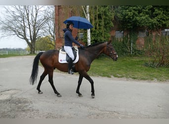 Trakehner, Gelding, 11 years, 16.1 hh, Bay-Dark