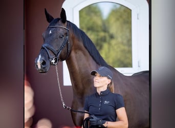 Trakehner, Gelding, 11 years, 16.1 hh, Black