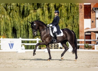 Trakehner, Gelding, 11 years, 16.1 hh, Black