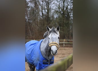 Trakehner, Gelding, 11 years, 16.1 hh, Grey-Dapple