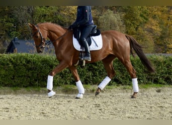 Trakehner, Gelding, 11 years, 16 hh, Chestnut-Red