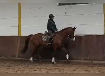 Trakehner, Gelding, 11 years, 16 hh, Chestnut-Red