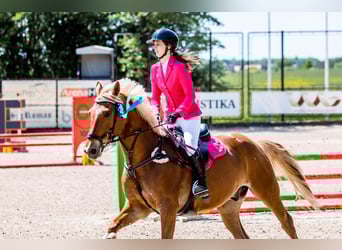 Trakehner Mix, Gelding, 11 years, 16,1 hh, Chestnut