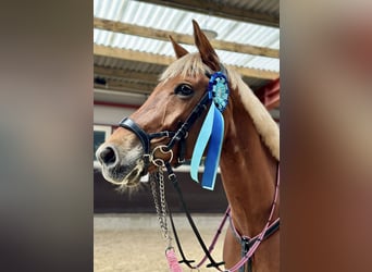 Trakehner Mix, Gelding, 11 years, 16,1 hh, Chestnut