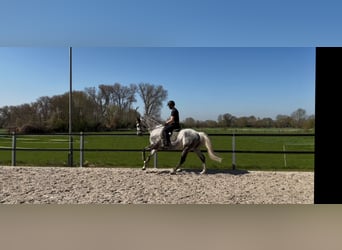 Trakehner, Gelding, 12 years, 16.1 hh, Grey