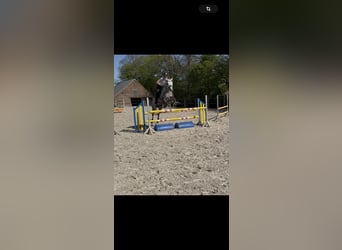 Trakehner, Gelding, 12 years, 16.1 hh, Grey