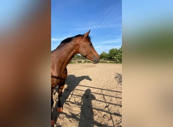 Trakehner, Gelding, 12 years, 16,2 hh, Brown