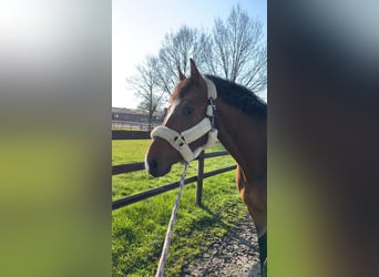 Trakehner, Gelding, 12 years, 16,2 hh, Brown