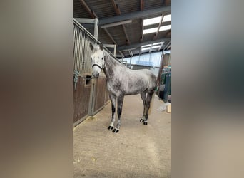 Trakehner, Gelding, 12 years, 16,1 hh, Grey