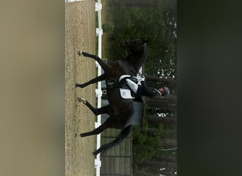 Trakehner, Gelding, 12 years, 16,1 hh, Smoky-Black
