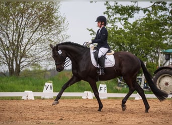 Trakehner, Gelding, 12 years, 16,2 hh, Bay-Dark