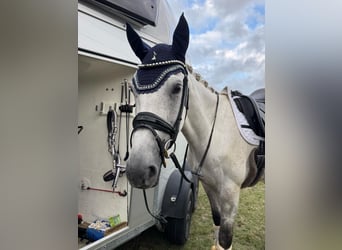 Trakehner, Gelding, 12 years, 16,2 hh, Grey