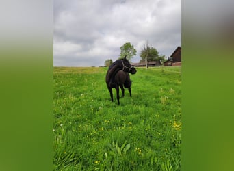 Trakehner, Gelding, 12 years, 17.1 hh, Black
