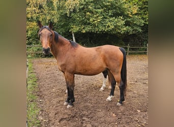 Trakehner, Gelding, 13 years, 15,1 hh, Brown
