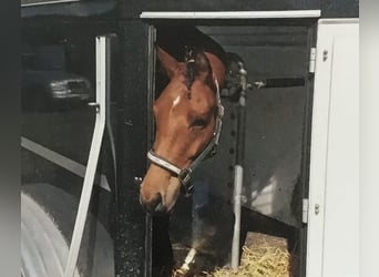 Trakehner, Gelding, 13 years, 16 hh, Brown