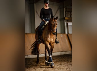 Trakehner, Gelding, 13 years, 16,1 hh, Brown