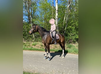 Trakehner, Wallach, 13 Jahre, 17,2 hh, Dunkelbrauner