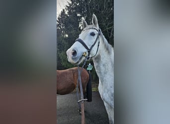 Trakehner, Wallach, 14 Jahre, 16,1 hh, Schimmel