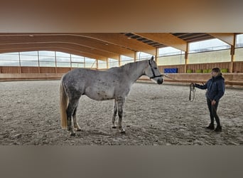 Trakehner, Wallach, 14 Jahre, 16,1 hh, Schimmel