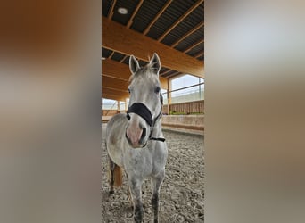 Trakehner, Wallach, 14 Jahre, 16,1 hh, Schimmel