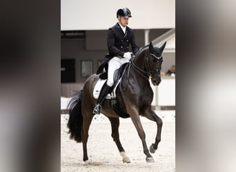 Trakehner, Gelding, 15 years, 16.1 hh, Smoky-Black