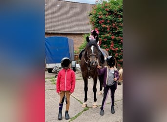 Trakehner, Gelding, 15 years, 16.1 hh, Smoky-Black