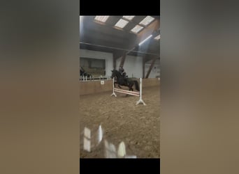 Trakehner, Gelding, 15 years, 16.1 hh, Smoky-Black