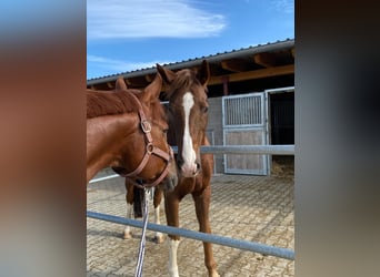 Trakehner, Gelding, 15 years, 16.2 hh, Chestnut Trakehner, Gelding, 15 years, 16.2 hh, Chestnut