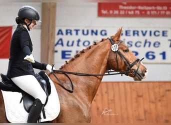Trakehner, Gelding, 15 years, 16.2 hh, Chestnut Trakehner, Gelding, 15 years, 16.2 hh, Chestnut