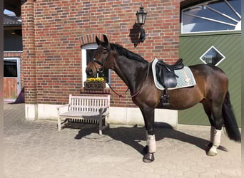 Trakehner, Gelding, 15 years, 16 hh, Brown