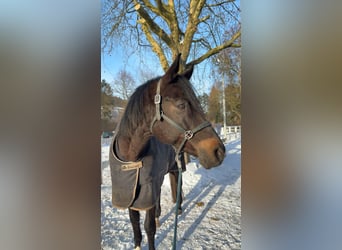 Trakehner, Gelding, 15 years, 16,1 hh, Smoky-Black