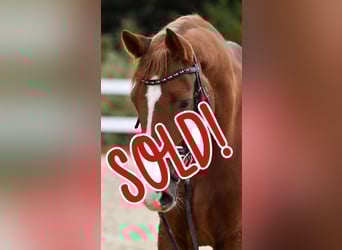 Trakehner, Gelding, 15 years, 16,2 hh, Chestnut