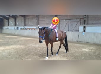 Trakehner, Gelding, 15 years, 17 hh, Brown