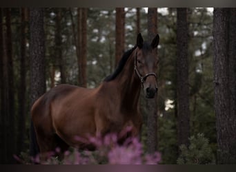 Trakehner, Gelding, 15 years, 17 hh, Brown