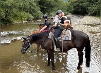 Trakehner, Gelding, 15 years, Black