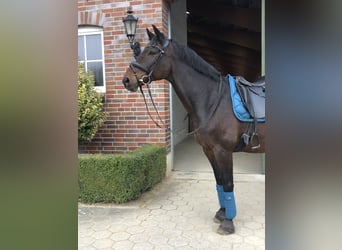 Trakehner, Gelding, 16 years, 16 hh, Brown