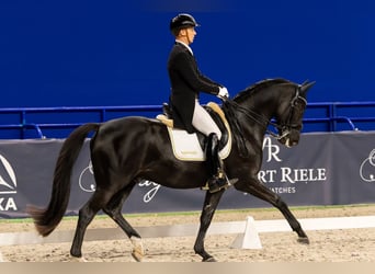 Trakehner, Gelding, 16 years, Black