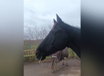 Trakehner, Gelding, 17 years, 16.1 hh, Bay-Dark Trakehner, Gelding, 17 years, 16.1 hh, Bay-Dark